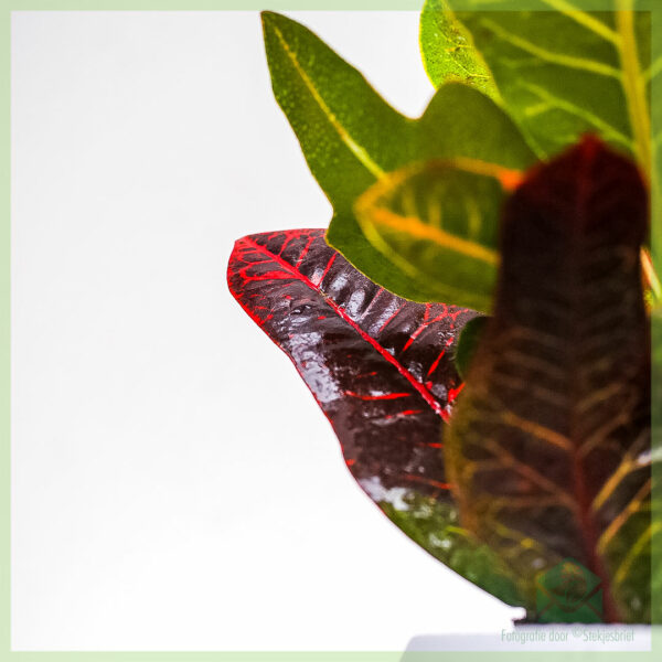 Croton codiaeum variegatum petra pot 10cm kopen