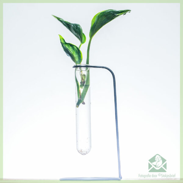 Epipremnum aureum Shangri-La ongeworteld stekje kopen