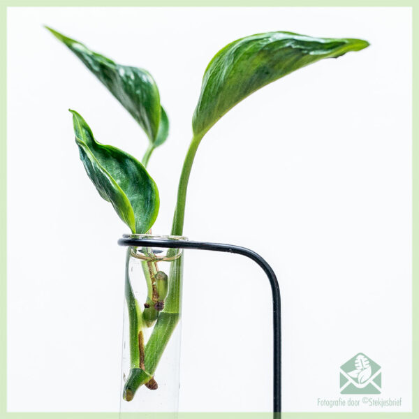 Epipremnum aureum Shangri-La ongeworteld stekje kopen