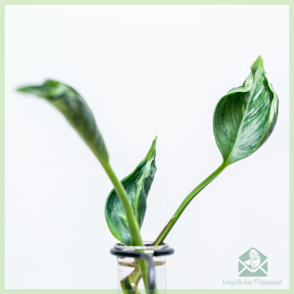 Epipremnum aureum Shangri-La ongeworteld stekje kopen