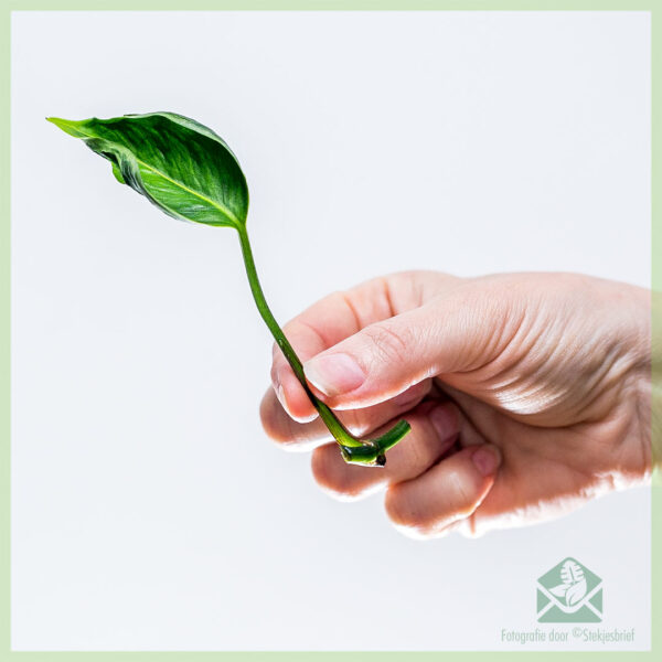 Epipremnum aureum Shangri-La ongeworteld stekje kopen