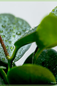 Fividianana sy fikarakarana an'i Hoya Australis