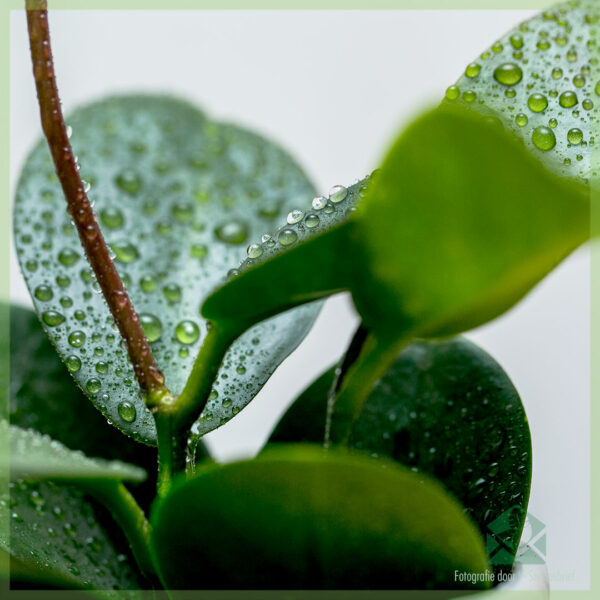 Hoya Australis pirkšana un kopšana