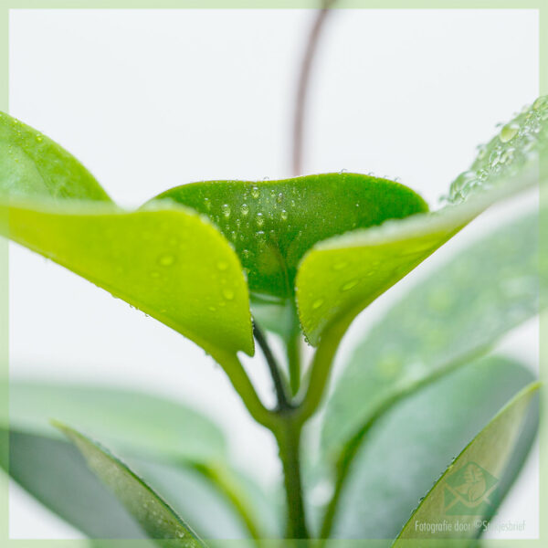 Купуване и грижа за Hoya Australis