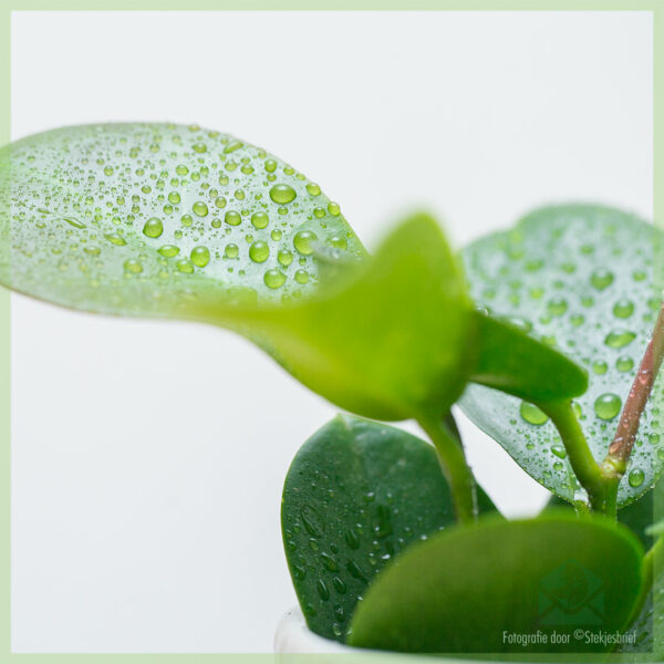 Hoya Australis pirkšana un kopšana