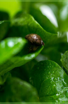 Keapje kofje plant Coffea Arabica rooted cutting