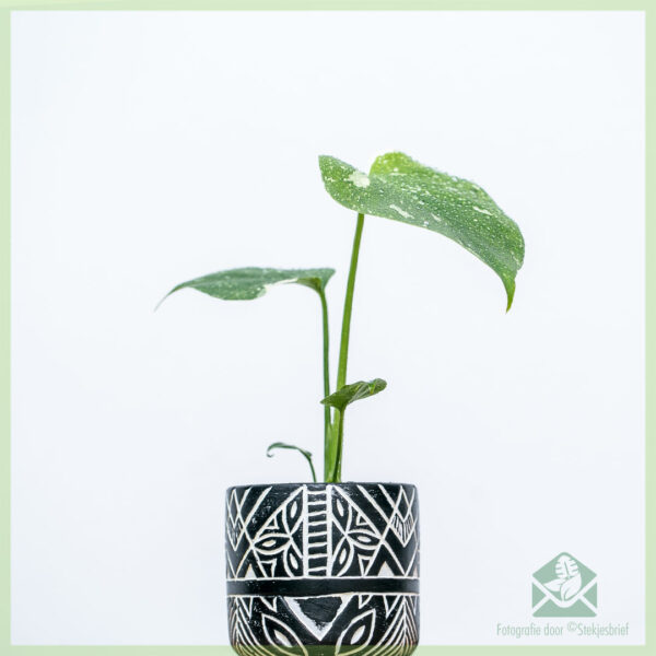 Mua và chăm sóc chậu Monstera Thai Constellation 6 cm