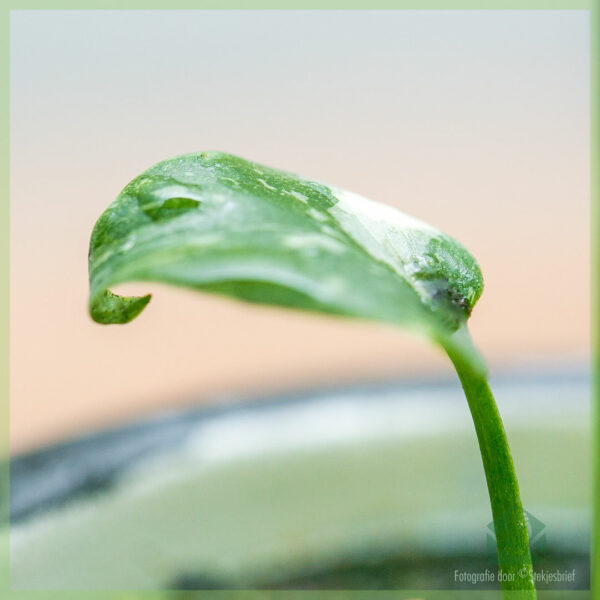 Monstera தாய் விண்மீன் பானை 6 செ.மீ. வாங்கி கவனித்துக் கொள்ளுங்கள்