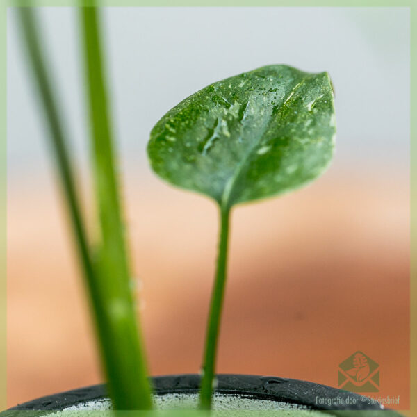 Monstera Thai Constellation pot 6 cm kopen en verzorgen