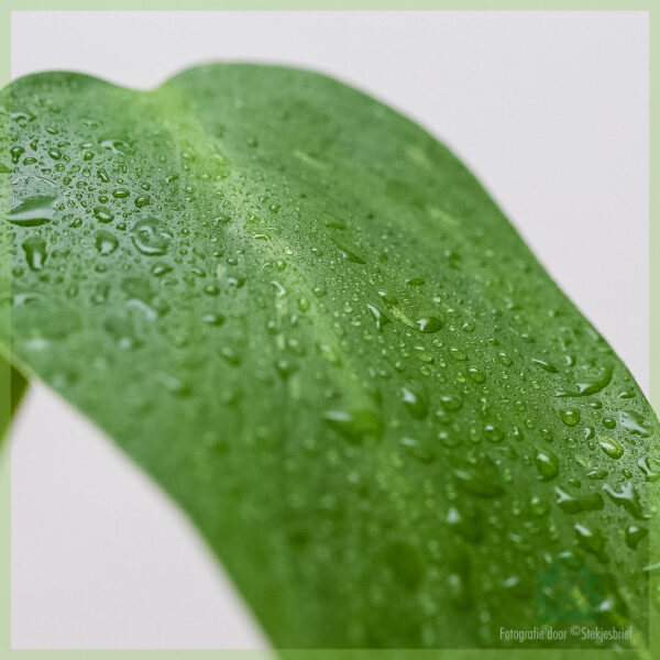 Philodendron Jose Buono variegata വാങ്ങുക