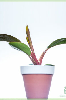 Koop en sorg vir Philodendron Red Diamond gewortelde steggies