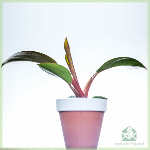 Купете и се грижите за резници с корени Philodendron Red Diamond