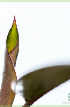 Kaaft a këmmert fir Philodendron Red Diamond verwuerzelt Ausschnëtter
