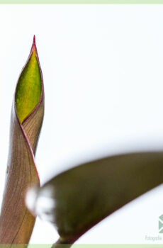 Hokona me te tiaki i nga haea whai pakiaka Philodendron Red Diamond