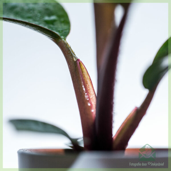 Philodendron Red Diamond geworteld stekje kopen en verzorgen