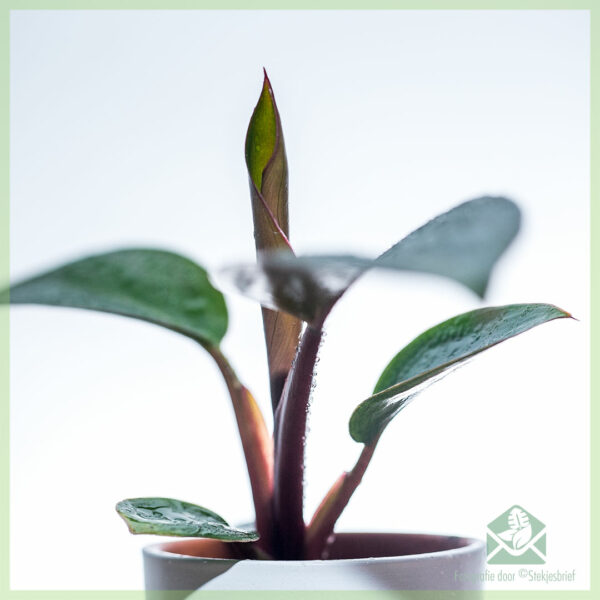 Купете и се грижите за резници с корени Philodendron Red Diamond