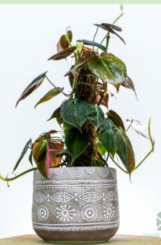 Koop Philodendron scandens Micans mospaal mospaal