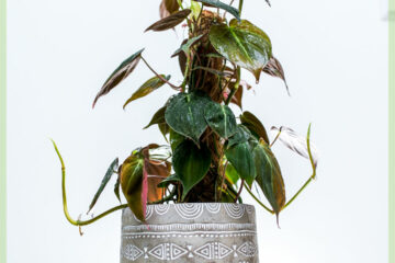 Philodendron scandens Micans mosstok moss pole kopen