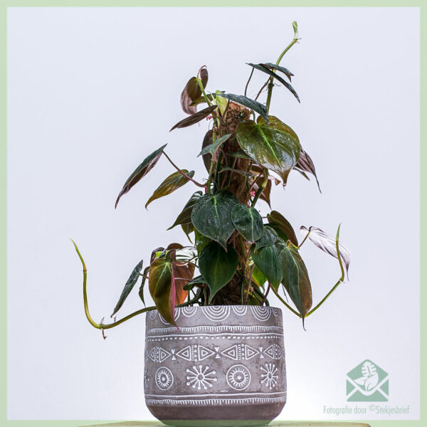 Philodendron scandens Micans 이끼 극 이끼 극 구매