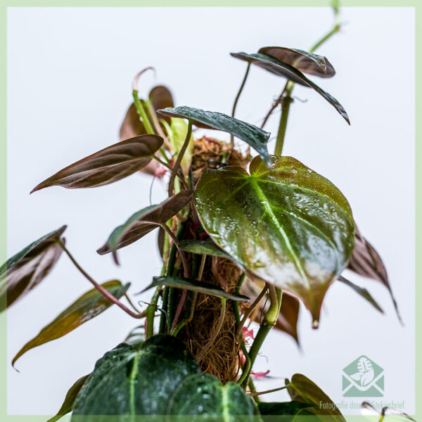 Philodendron scandens Micans mosstok moss pole kopen - Afbeelding 5