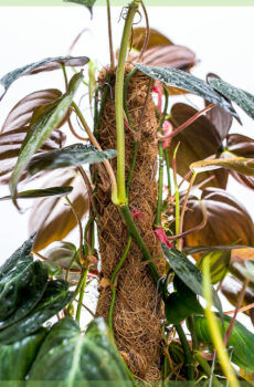 Kupte si mechová tyč Philodendron scandens Micans mechová tyč
