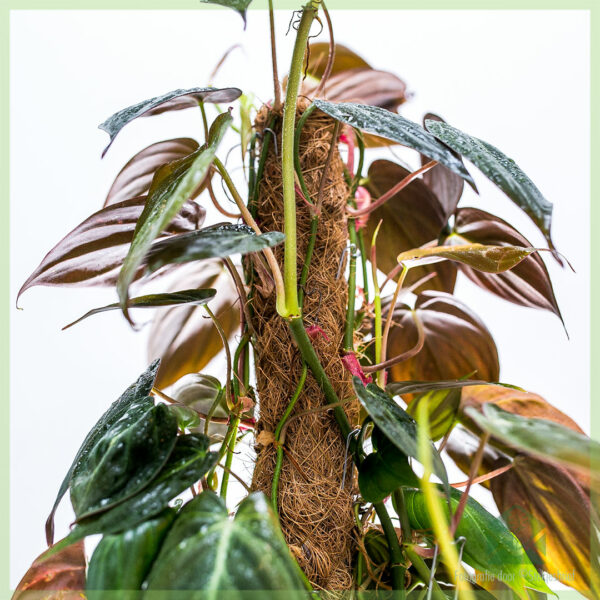 Philodendron scandens Micans mosstok moss pole kopen