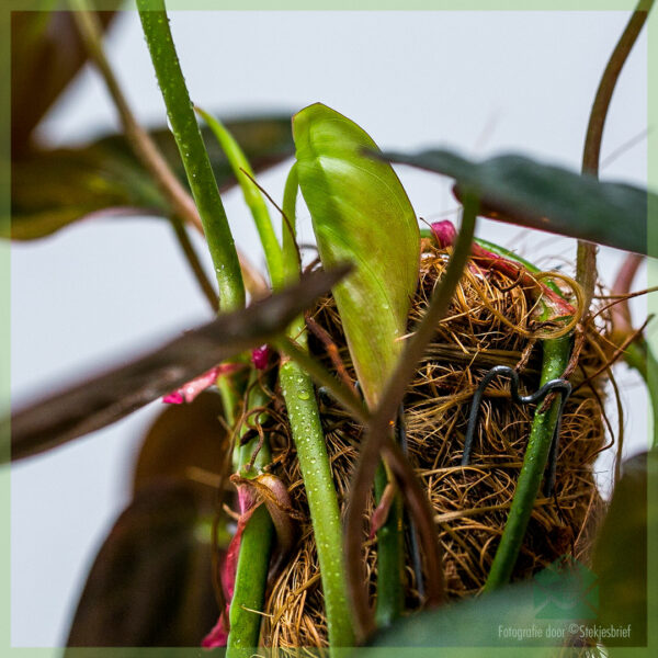 Tuku Philodendron scandens Micans lumut pole lumut pole