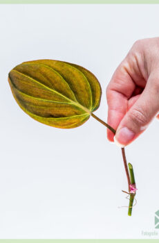 Hokona Philodendron scandens Micans tapahi kore pakiaka