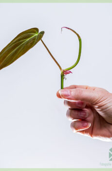 Pirkite Philodendron scandens Micans neįsišaknijusį pjovimą