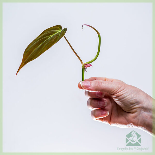 Philodendron scandens Micansunrootedcuttingを購入する