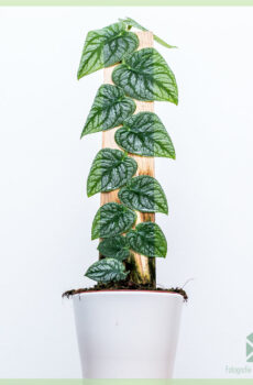 Zeldzame Monstera Dubia kopen en verzorgen