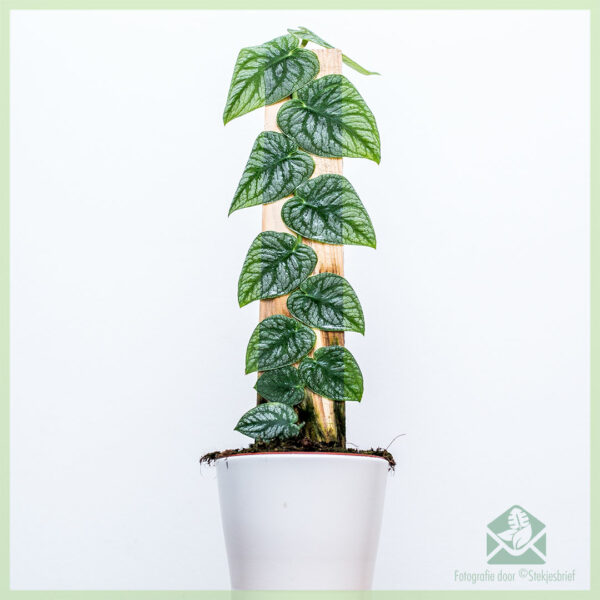 Zeldzame Monstera Dubia kopen en verzorgen