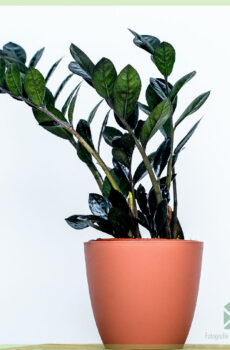 Black Zamioculcas - Raven 3 Feathers 구매