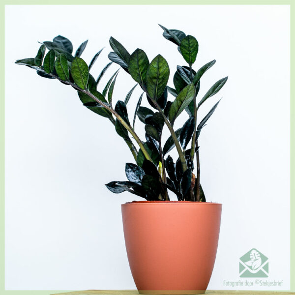 شراء بلاك Zamioculcas - ريفين 3 ريش