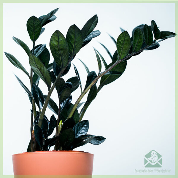 شراء بلاك Zamioculcas - ريفين 3 ريش