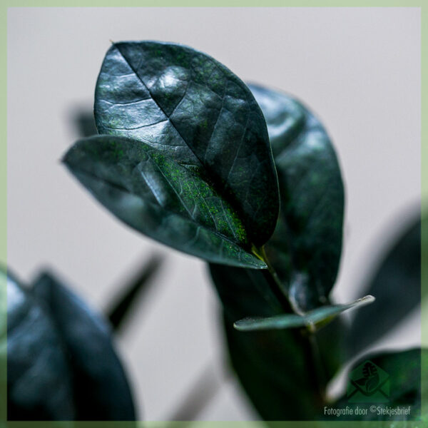 Keapje Swarte Zamioculcas - Raven 3 fearren