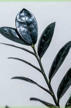 Kupte si Black Zamioculcas - Raven 3 Feathers