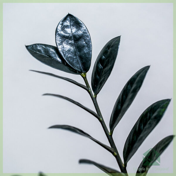 Kupte si Black Zamioculcas - Raven 3 Feathers