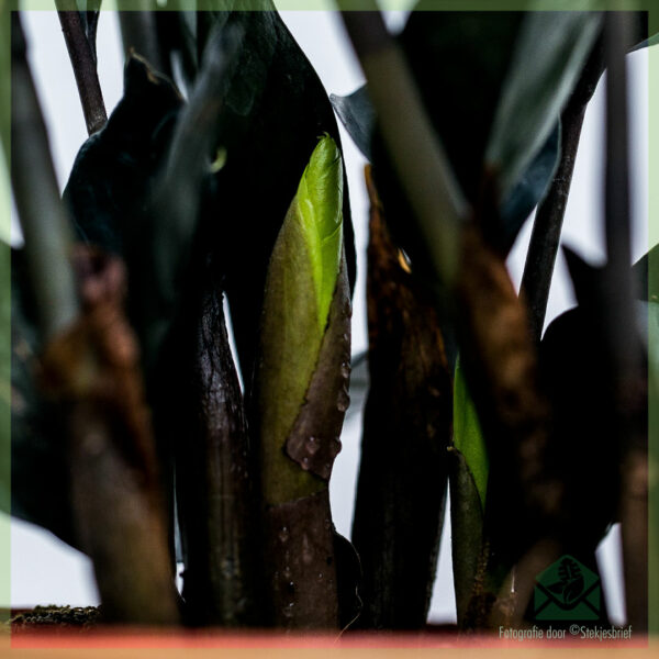 Kupte si Black Zamioculcas - Raven 3 Feathers