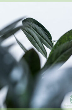 Black Zamioculcas - Raven 3 Feathers 구매