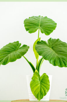 Alocasia Gageana kopen en verzorgen