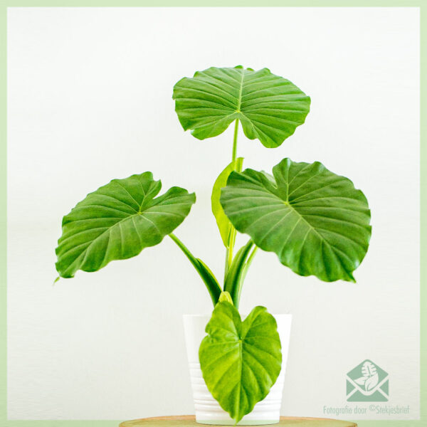 Alocasia Gageana kopen en verzorgen