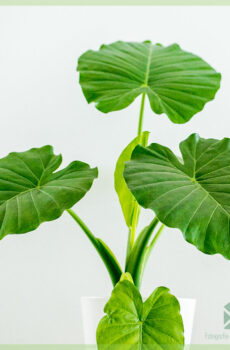 Alocasia Gageanan ostaminen ja hoito