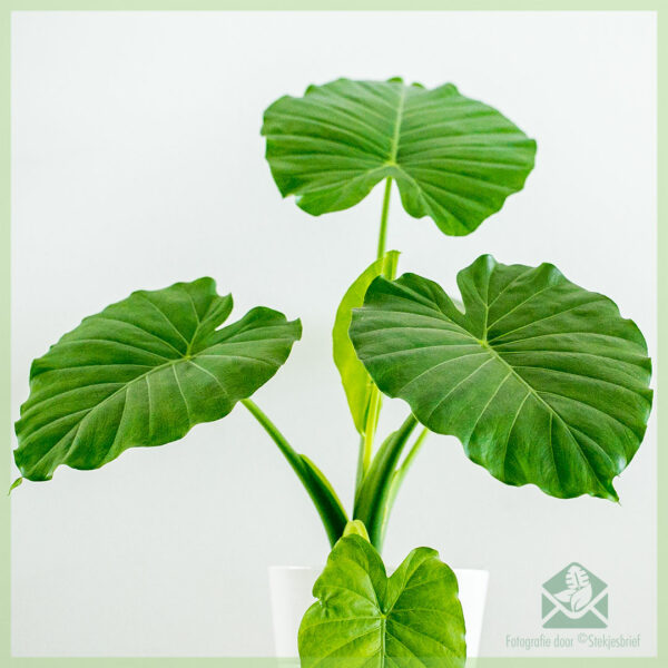 شراء ورعاية Alocasia Gageana