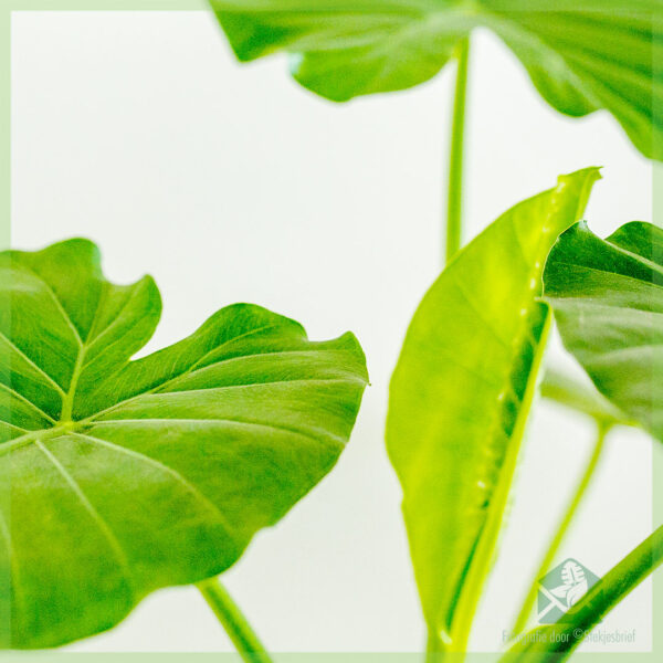 Alocasia Gageana kopen en verzorgen