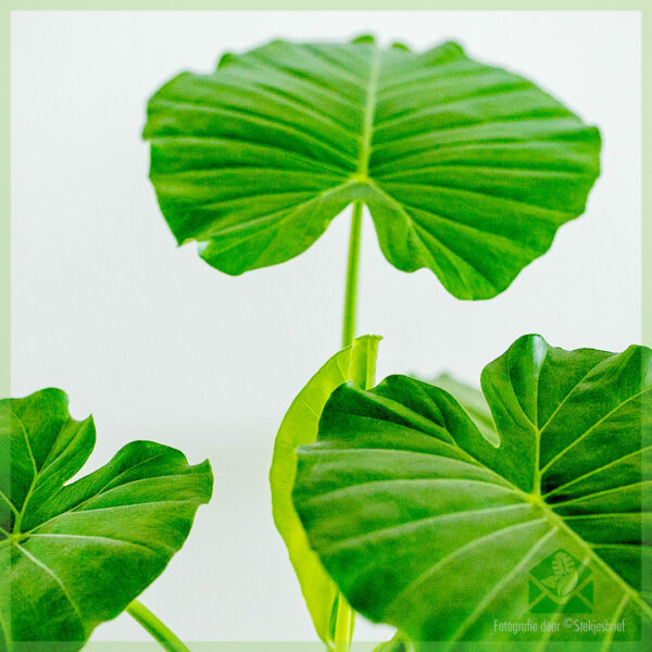 Alocasia Gageana kopen en verzorgen