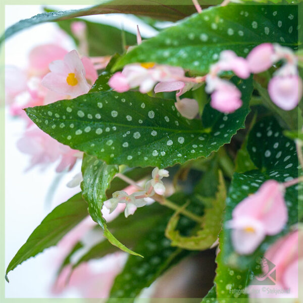 Begonia cane hotspot kopen en verzorgen