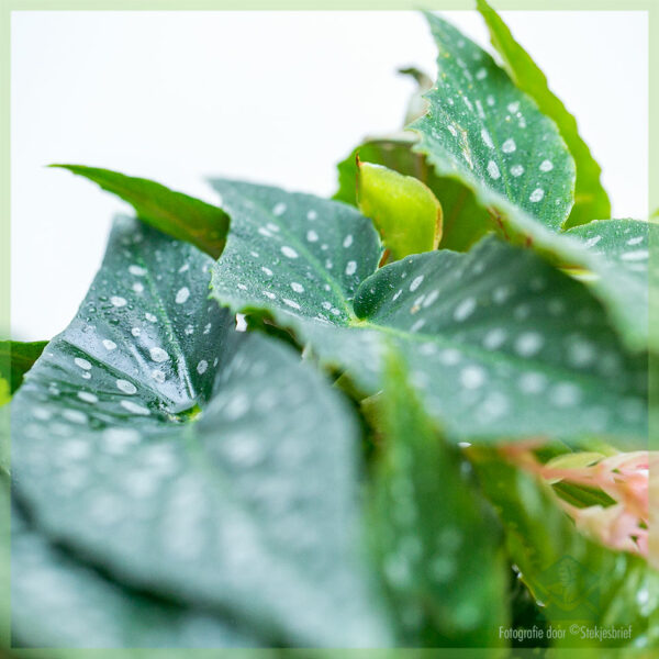 Begonia cane hotspot kopen en verzorgen
