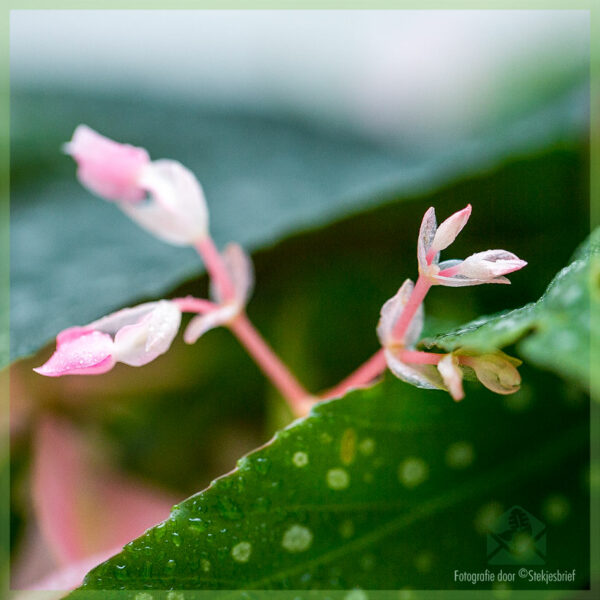 Begonia cane hotspot kopen en verzorgen