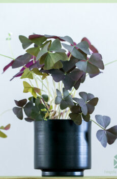 Sretna djetelina tamna - kupiti Oxalis triangularis